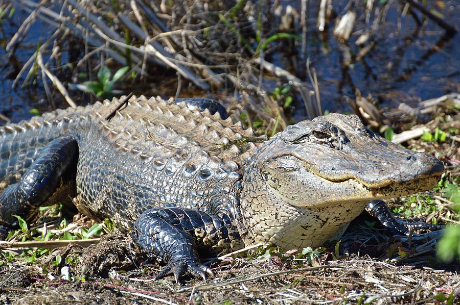 Alligator Photograph By Linda Covino - Fine Art America