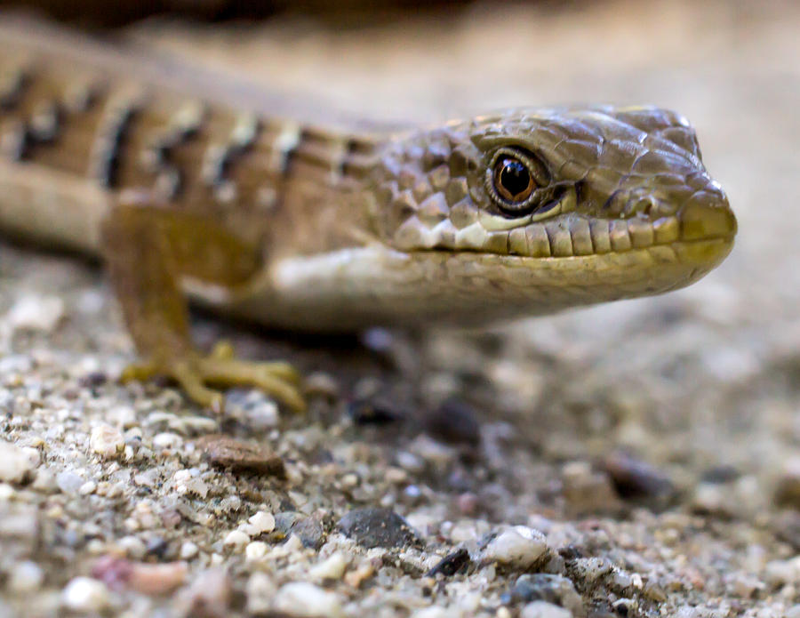Alligator lizard on cement Photograph by Shawn Jeffries
