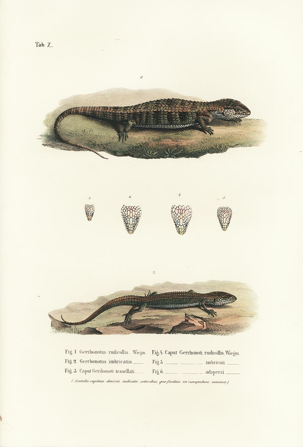 Alligator Lizards from Mexico Drawing by Friedrich August Schmidt