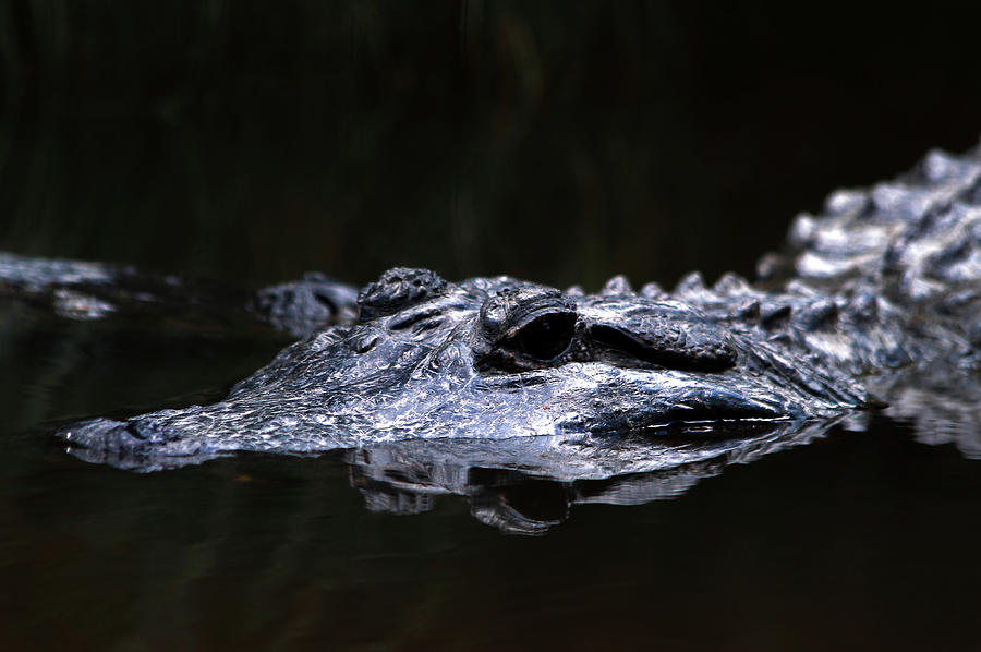 Alligator Lurking In The Shadows Photograph by Miroslava Jurcik