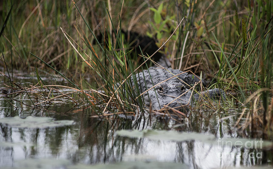 Alligator Lurks-0620 Photograph by Steve Somerville