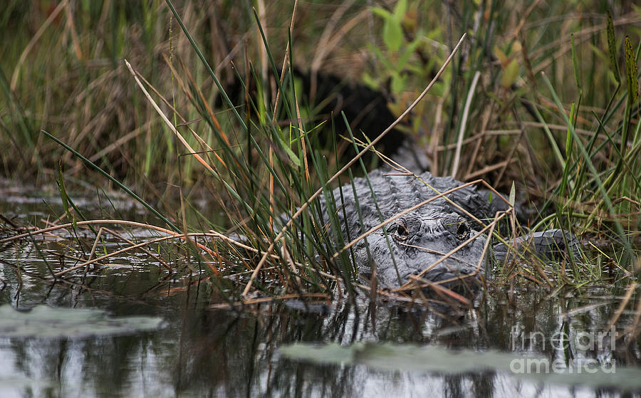 Alligator Lurks-0620A Photograph by Steve Somerville