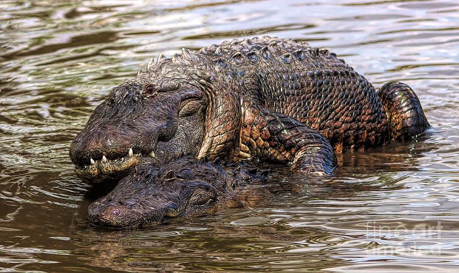 Alligator Mating Photograph By Paulette Thomas Fine Art America