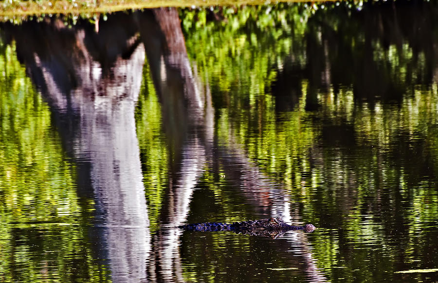 Alligator Photograph by Michael Whitaker