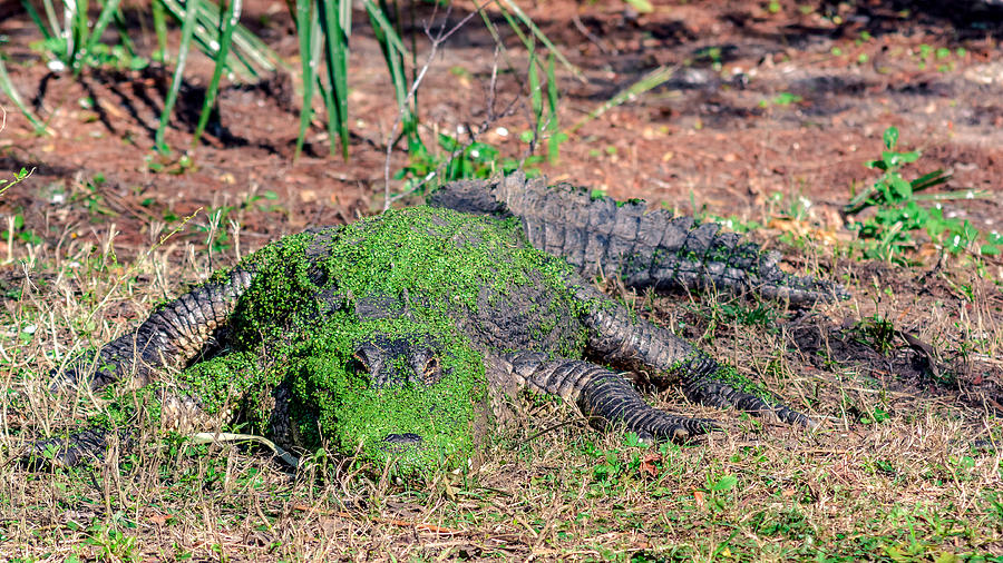 Alligator Mississippiensis Camouflaged With Duckweed Photograph