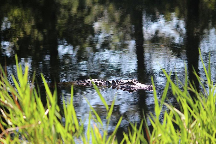 Alligator Moving Along Photograph by Cynthia Guinn