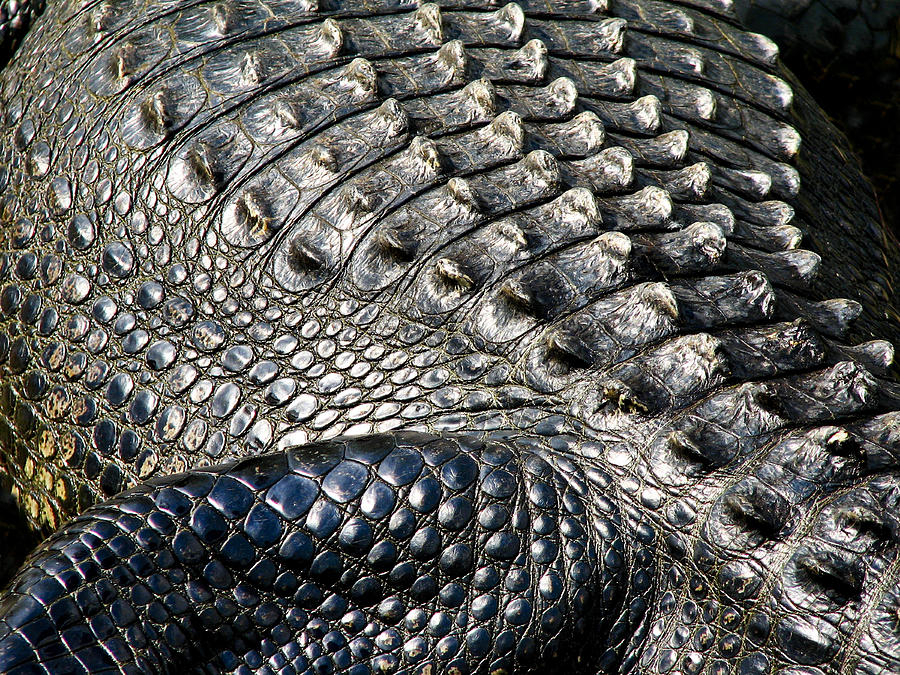 Alligator  Photograph by Neil Pankler
