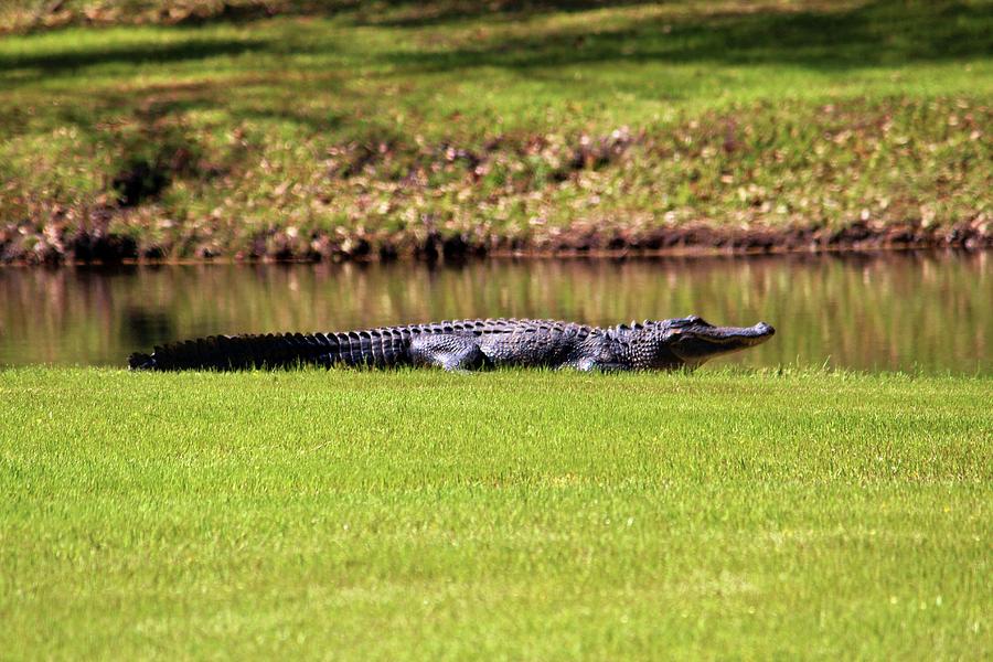 Alligator On Alert Photograph by Cynthia Guinn