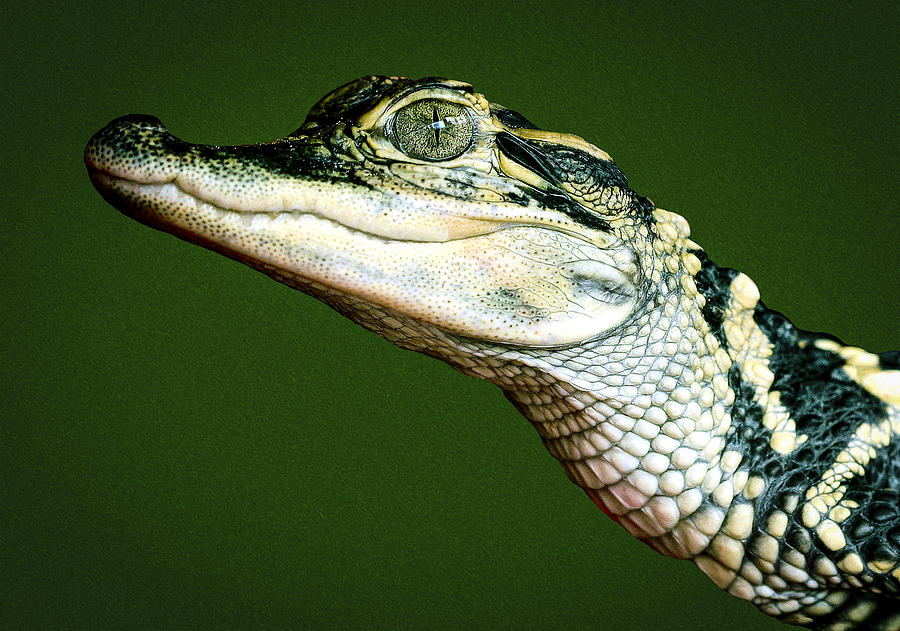 Alligator on Green Photograph by Jean Noren