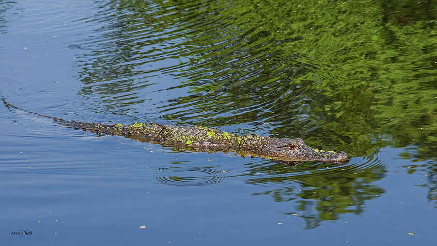 Alligator on Patrol Photograph by Allen Sheffield - Fine Art America