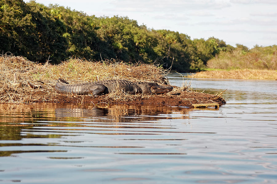 Alligator on Riverbank Photograph by Sally Weigand