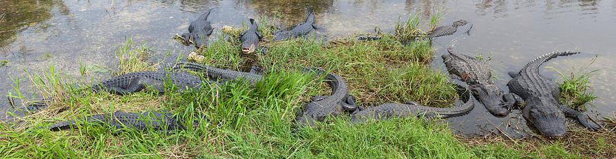 Alligator Panorama Photograph by David Watkins