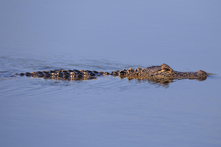Alligator Photograph by Paul Schultz