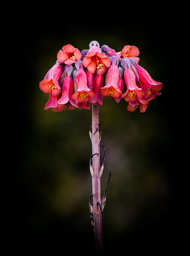 Alligator plant Photograph by Zina Stromberg