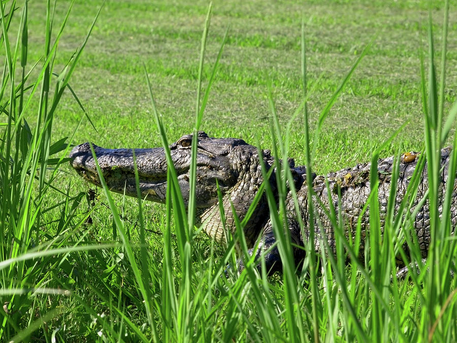Alligator Profile Photograph by Mary Capriole