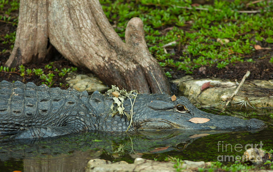 Alligator Reflection Photograph by Natural Focal Point Photography