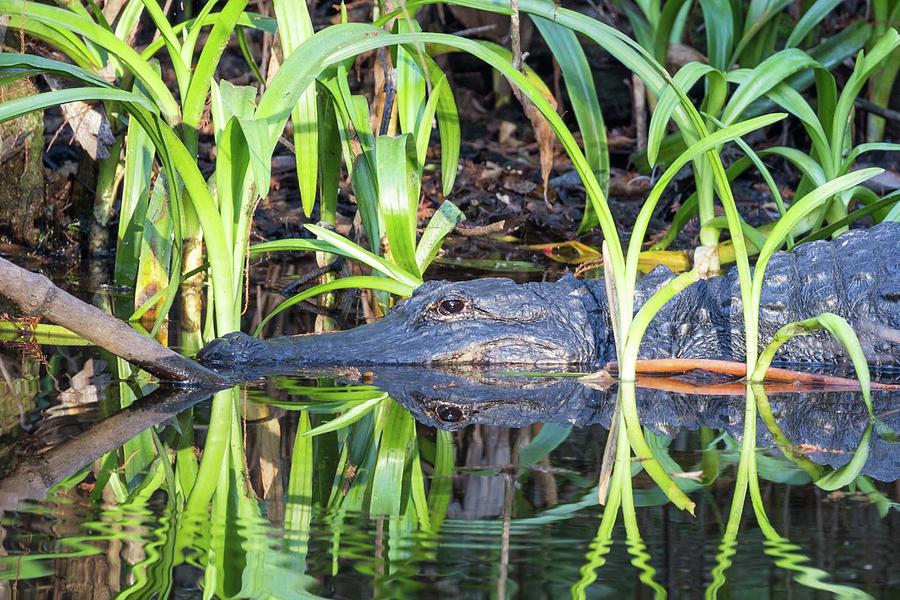 Alligator Reflection Photograph by Paul Schultz