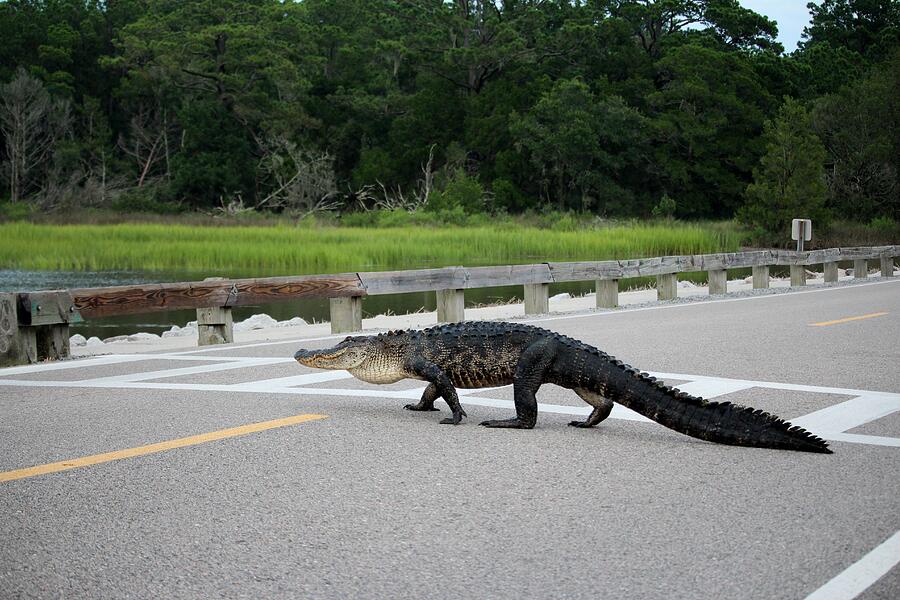 Alligator Right Of Way Photograph by Cynthia Guinn