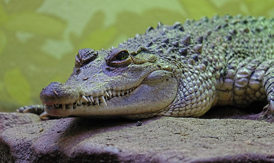 Alligator Photograph by Ronda Ryan