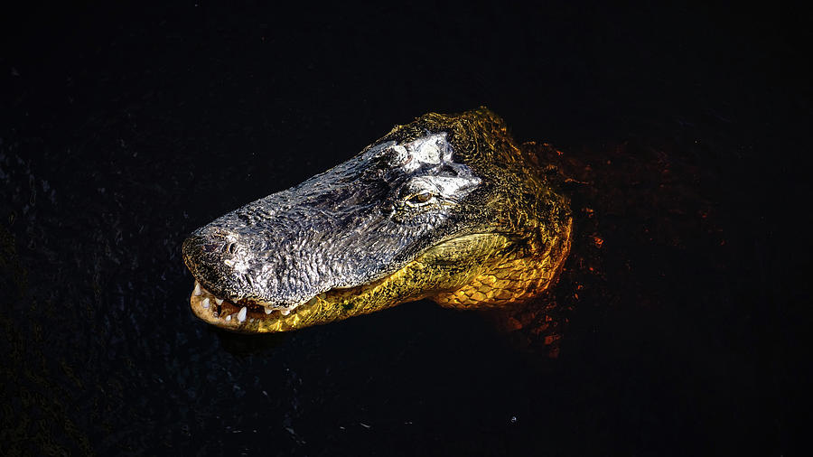 Alligator Smile Boynton Beach Florida Photograph by Lawrence S Richardson Jr