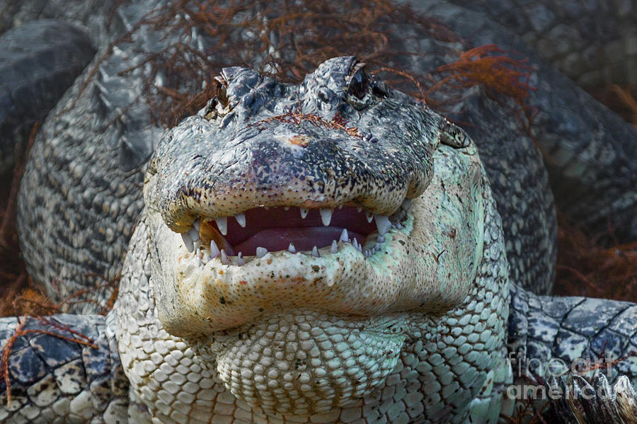 Alligator Smile Photograph