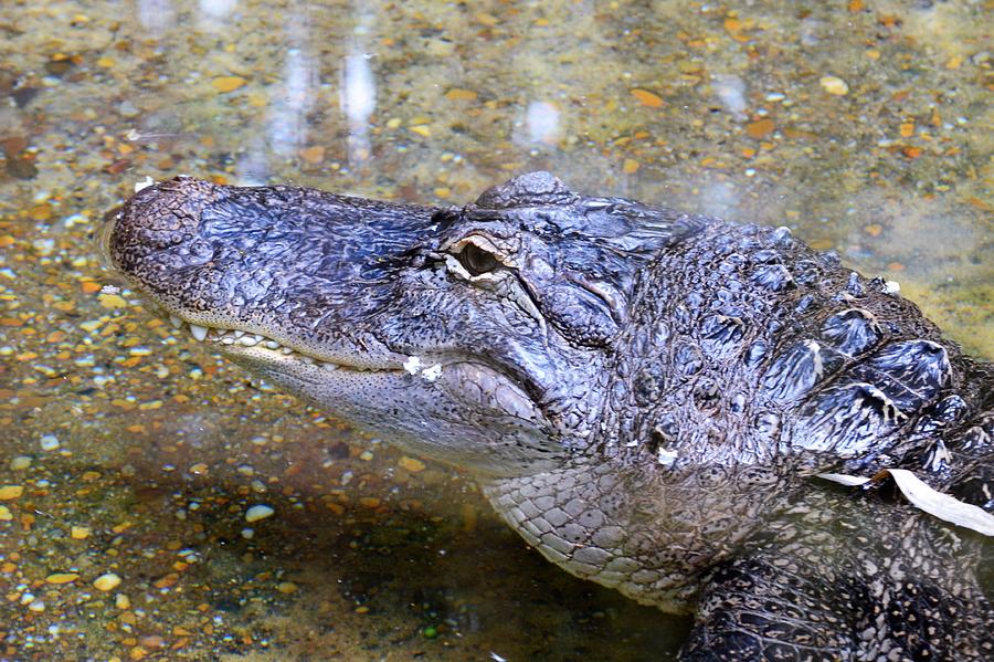 Alligator Smiles Photograph by Kim Bemis