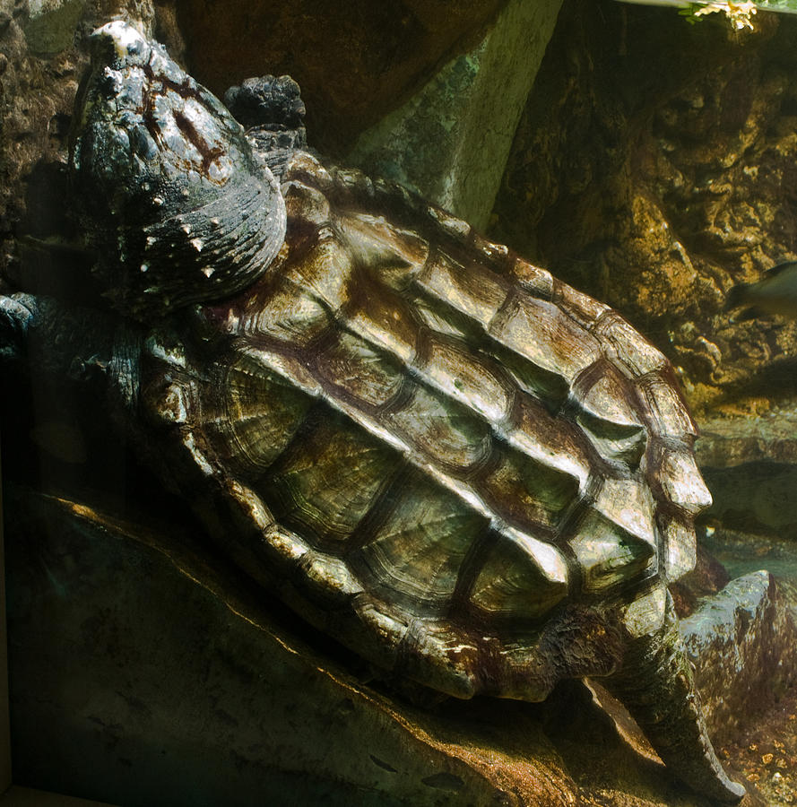 Alligator Snapping Turtle Macrochelys Temminckii Photograph By Douglas 