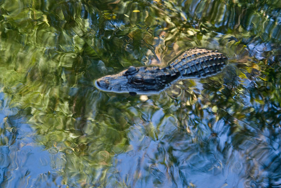 Alligator stalking Photograph by Douglas Barnett