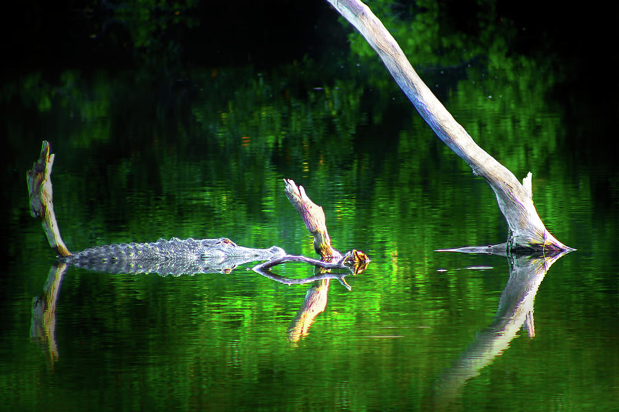 Alligator Summer Photograph by Mark Andrew Thomas