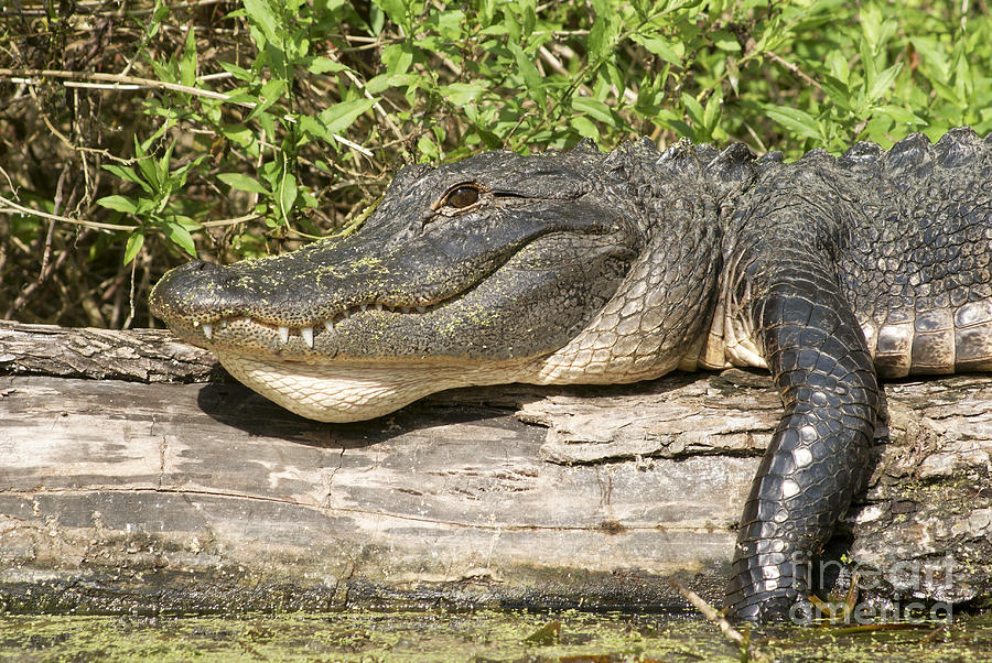 The History Of Alligator Skin Tanning