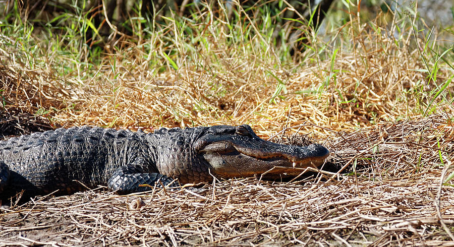 Alligator Sunning Photograph by Sally Weigand