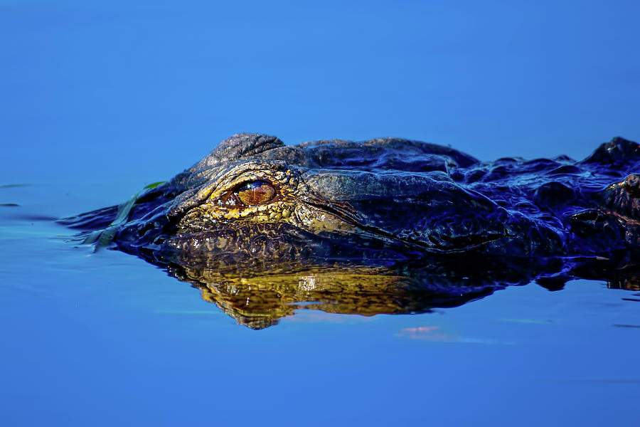 Alligator Sunrise Photograph by Mark Andrew Thomas