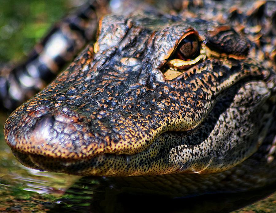 Alligator Super  Close Up Photograph by Sheri McLeroy
