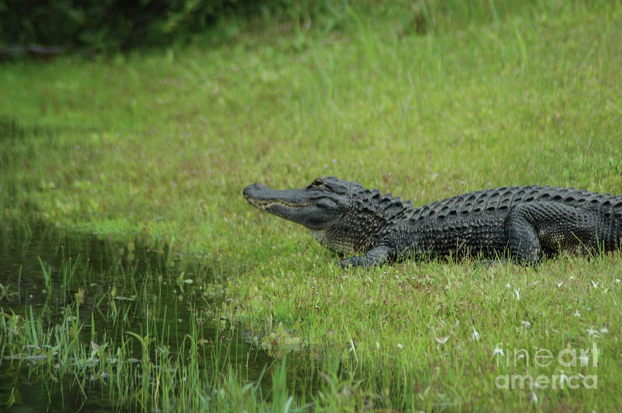 Alligator Photograph - Alligator Surveying his Kingdom by Dale Powell