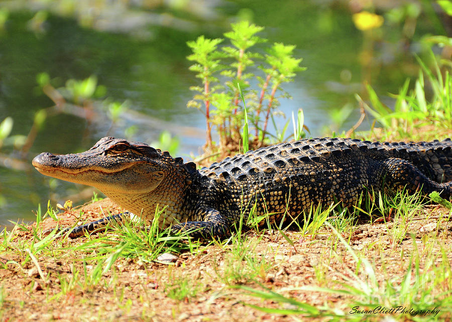 Alligator Photograph by Susan Cliett