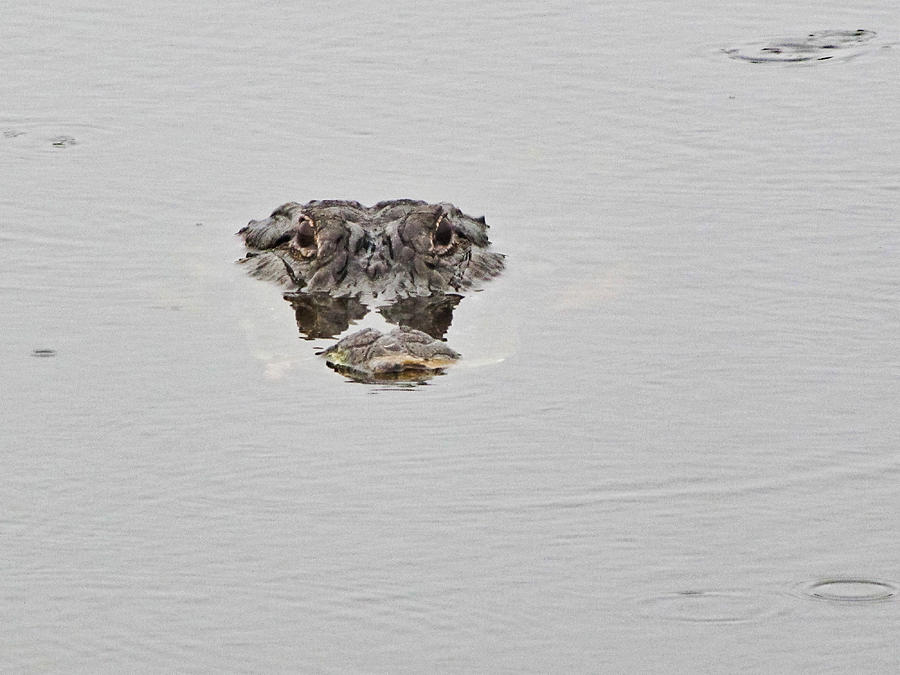 Alligator Swimming Headshot 1  Photograph by Christopher Mercer
