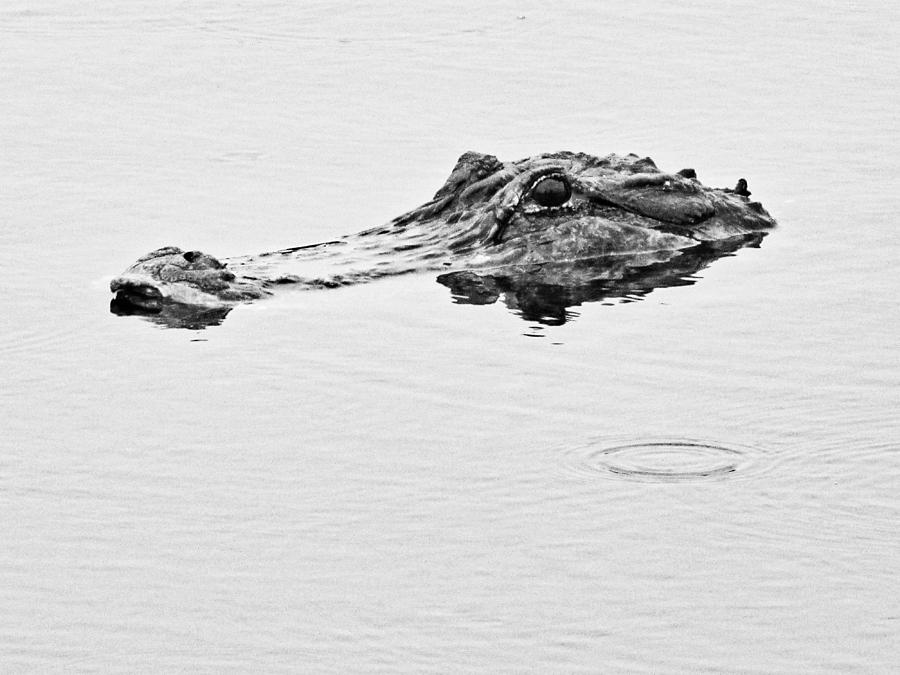 Alligator Swimming Headshot in Black and White Photograph by Christopher Mercer