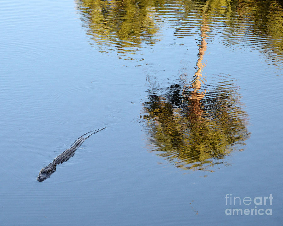 Alligator Swimming in a Pond Photograph by Catherine Sherman