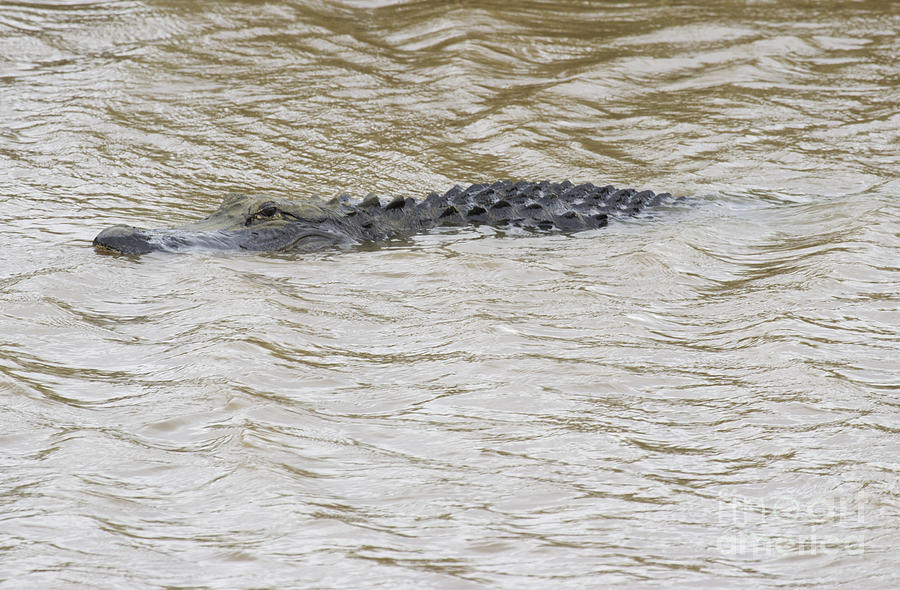 Alligator Series 2 Photograph by Jeannette Hunt