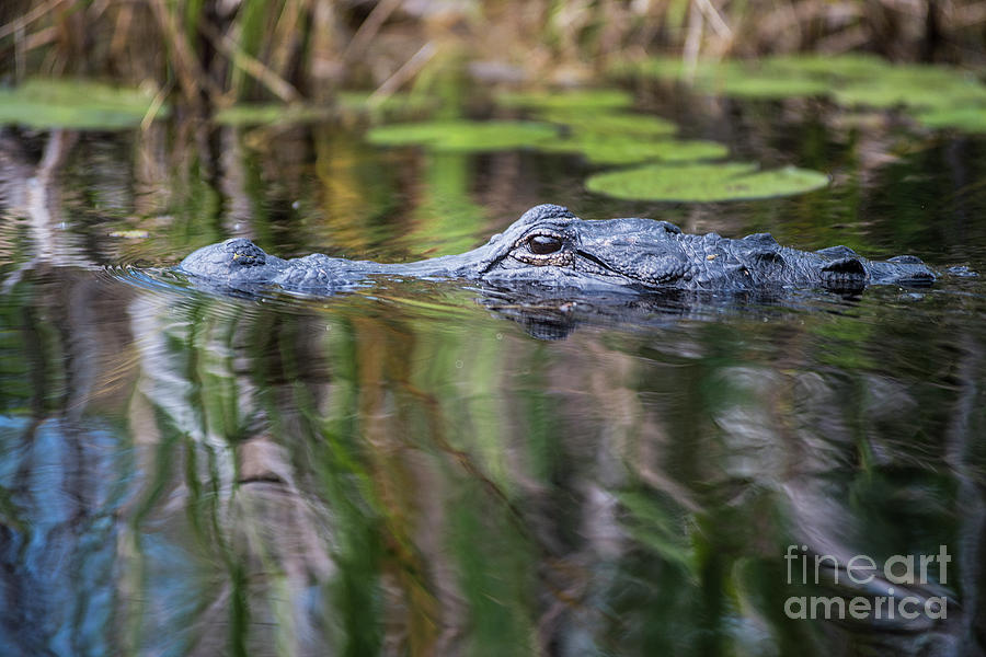 Alligator Swims-1-0599 Photograph