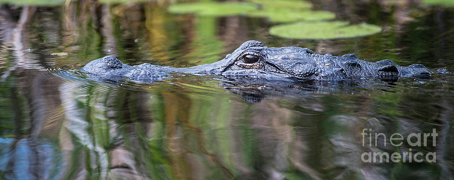 Alligator Swims-2-0599 Photograph by Steve Somerville