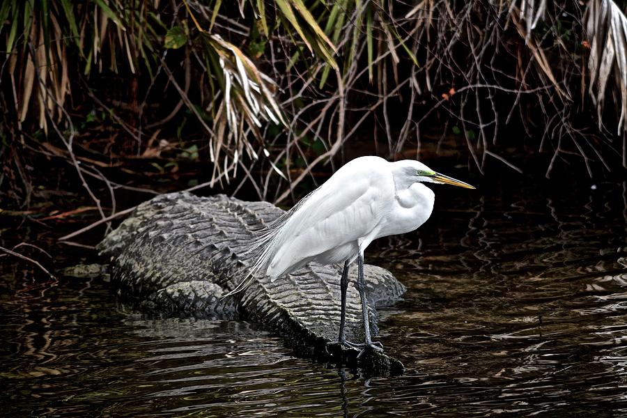 Alligator Taxi Photograph by Carol Bradley