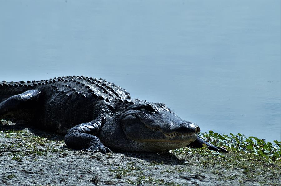 Alligator Teeth Photograph by Warren Thompson