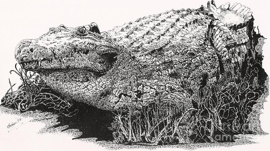 Alligator Drawing - Alligator by Bill Hubbard