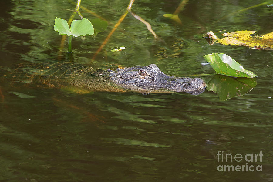Alligator Photograph by Timothy OLeary