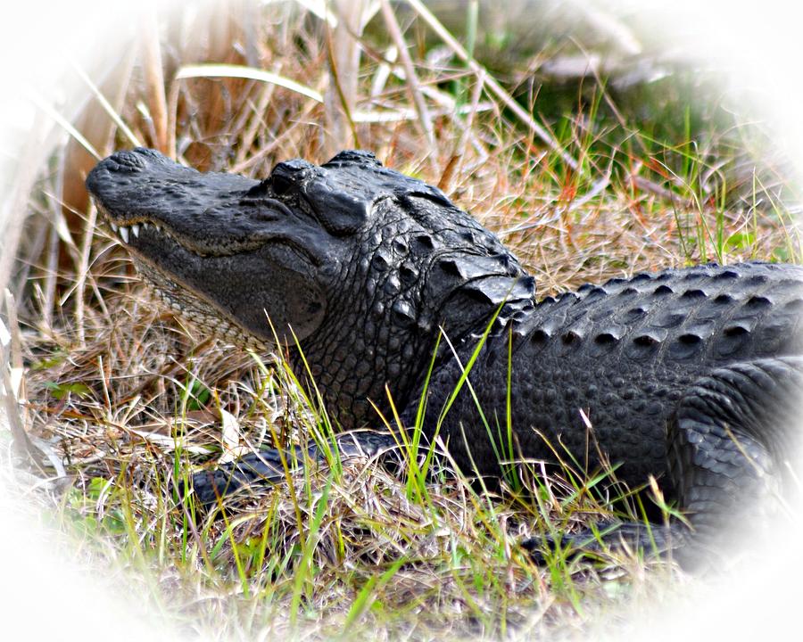 Alligator Toothy Grin 1 Photograph by Sheri McLeroy