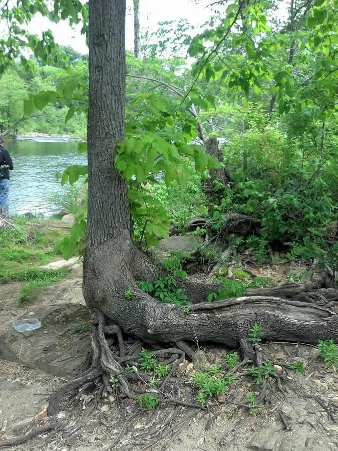 Alligator Tree Photograph by Sheri Daubenspeck - Fine Art America