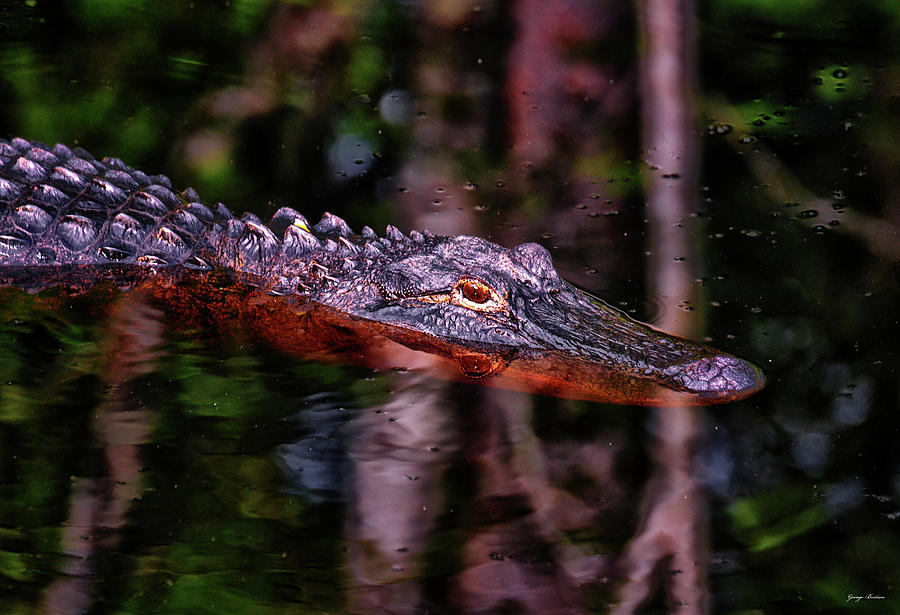 Alligator Waiting 003 Photograph by George Bostian