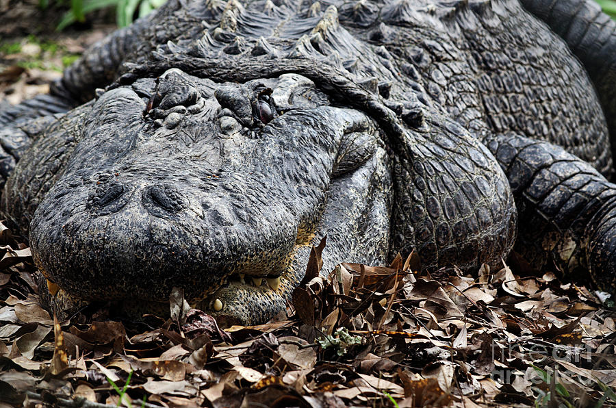 Alligator waiting by Carter Spade Alligator waiting by Carter Spade
