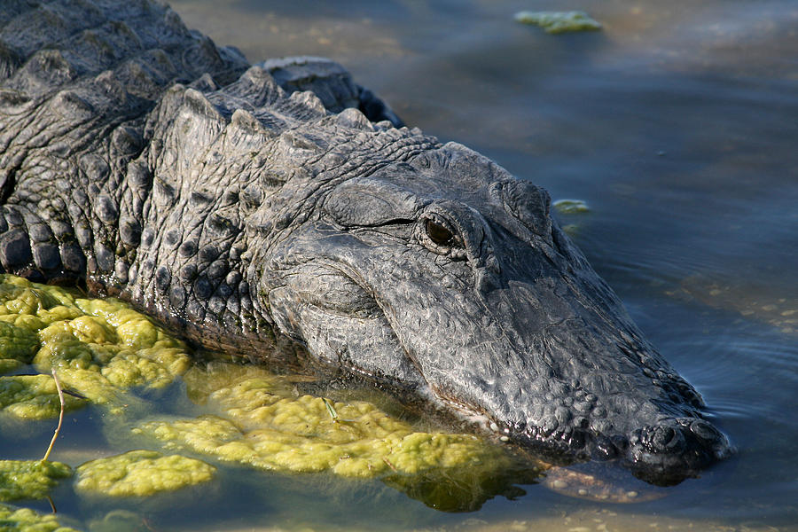 Alligator Waiting Photograph by Lita Kishbaugh